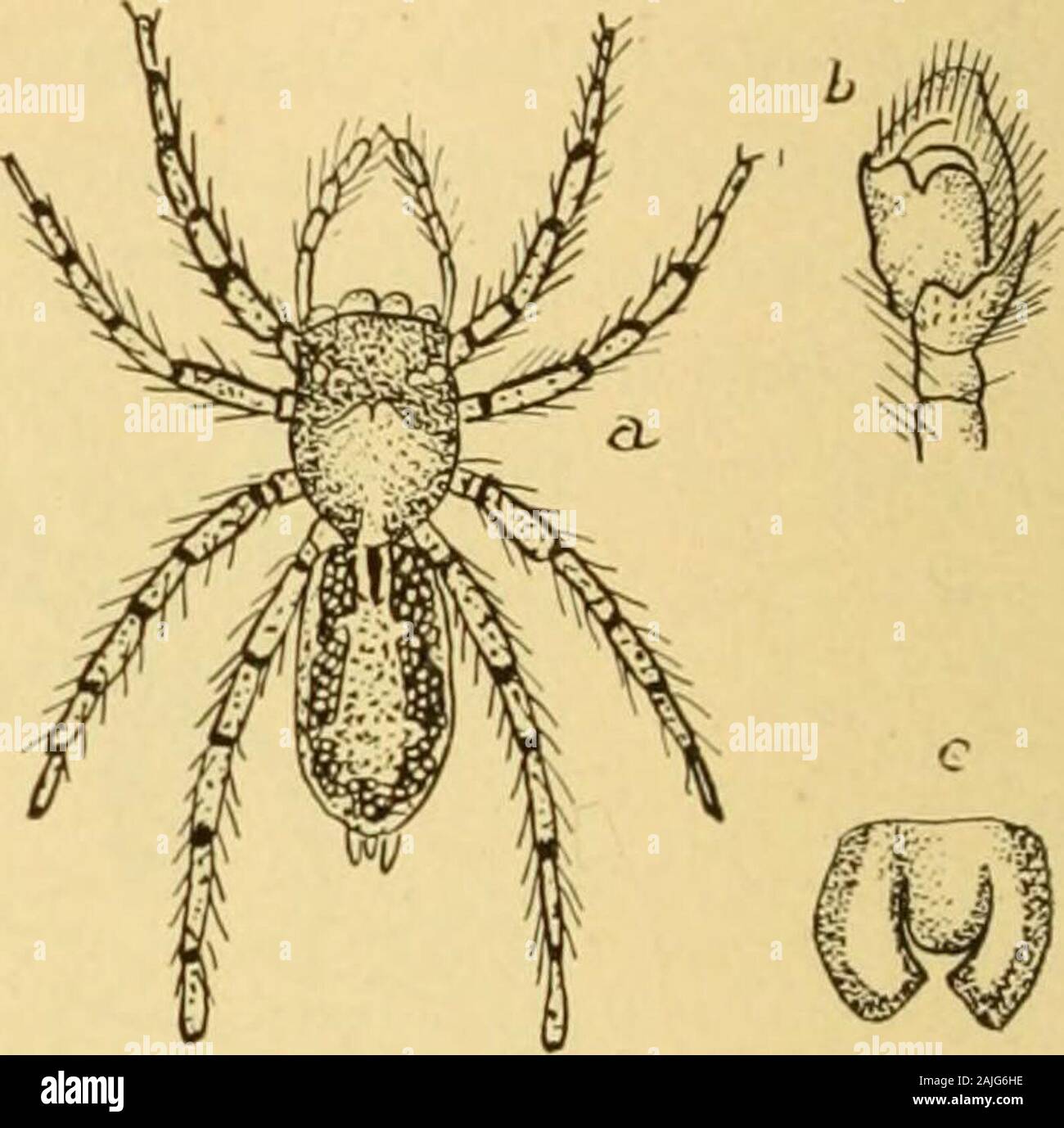 Transactions of the Connecticut Academy of Arts and Sciences . Figure 222.—Tapinattus melanognathus; a, dorsal view of body of male,xSyi; h, c, palpi of male; after Marx. Figure 223.—Plexippus Paykulli;a, dorsal view of female, x 2 ; 6, male palpus; c, epigynum ; after Marx. Plexippus Paykulli Aud. and ^?Lg.=3fene)nerus diversus Black.;Large Jumping Spider. Figures 223, a, h, c. Cephalothorax of male dark brown or blackish, with a medianstreak of dull reddish brown or tawny, not reaching forward to theeyes; abdomen mottled with dark brown and gray; legs darktawny brown, covered with conspicu Stock Photo