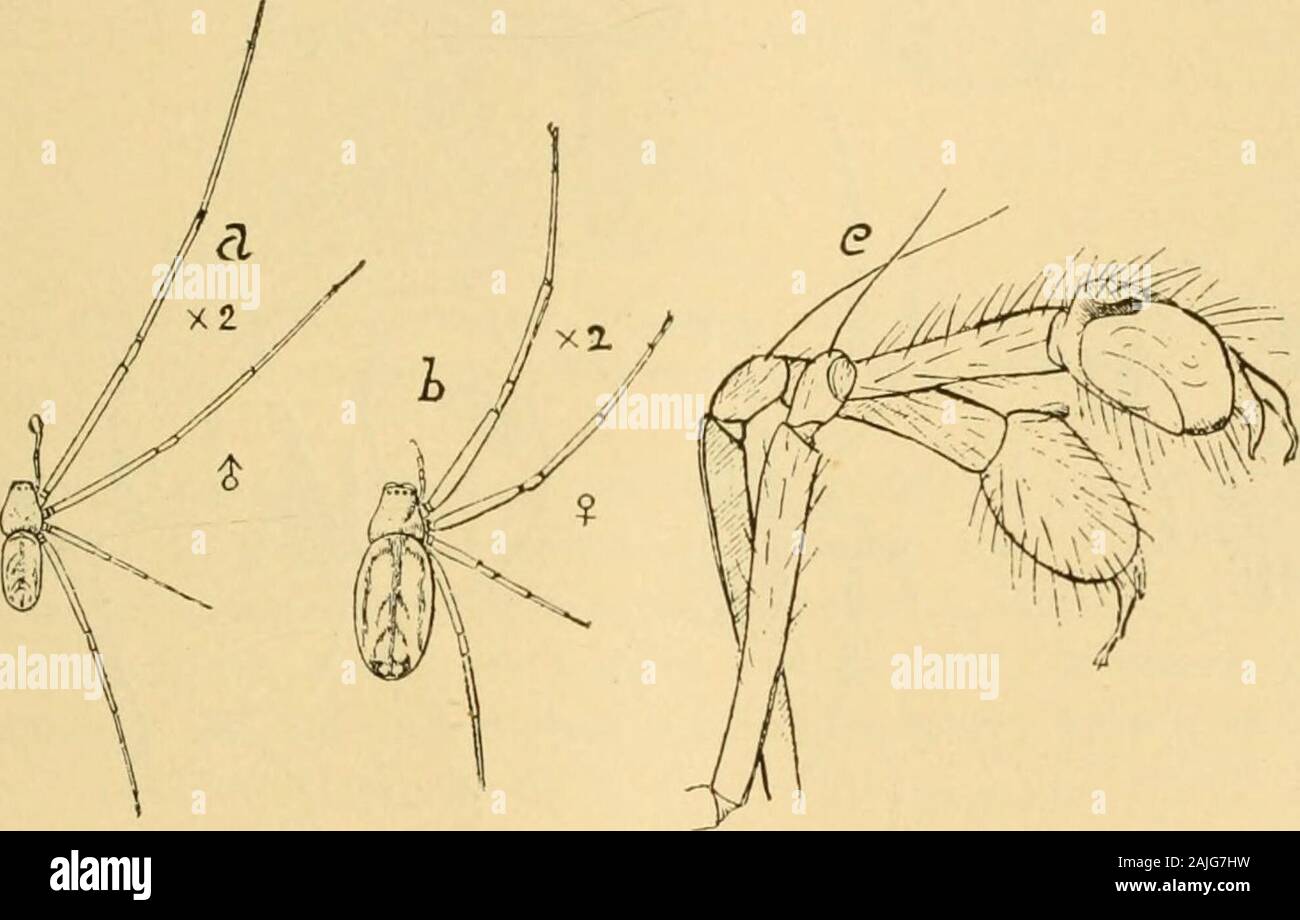 Transactions of the Connecticut Academy of Arts and Sciences . rsal view offemale, xH; 216—b, palpus of male; c, epigynum ; after Marx. abdomen dark gray or pale gray, thickly specked and blotched withblack, the black often predominant; legs yellowish brown, or light A. E. Verrill—The Bermuda Islands. 83 Y gray, broadly banded with black; the black often prevails, so thatthey appear black with narrow whitish bands. Young ones are palewith narrow black bands on the legs. One adult female is tawnybrown on the thorax, with a pair of lateral crescent-shaped spots ofyellowish on the sides, besides Stock Photo