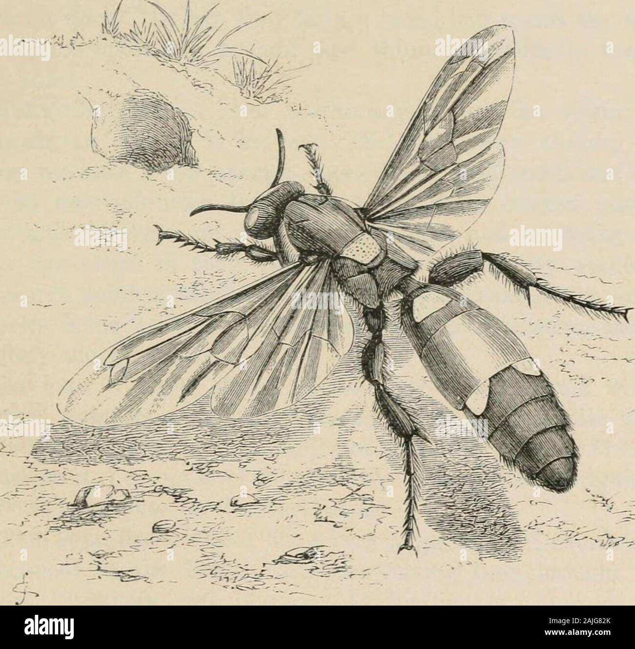 Wishing Insect Open end spinning hi-res stock photography and images - Alamy
