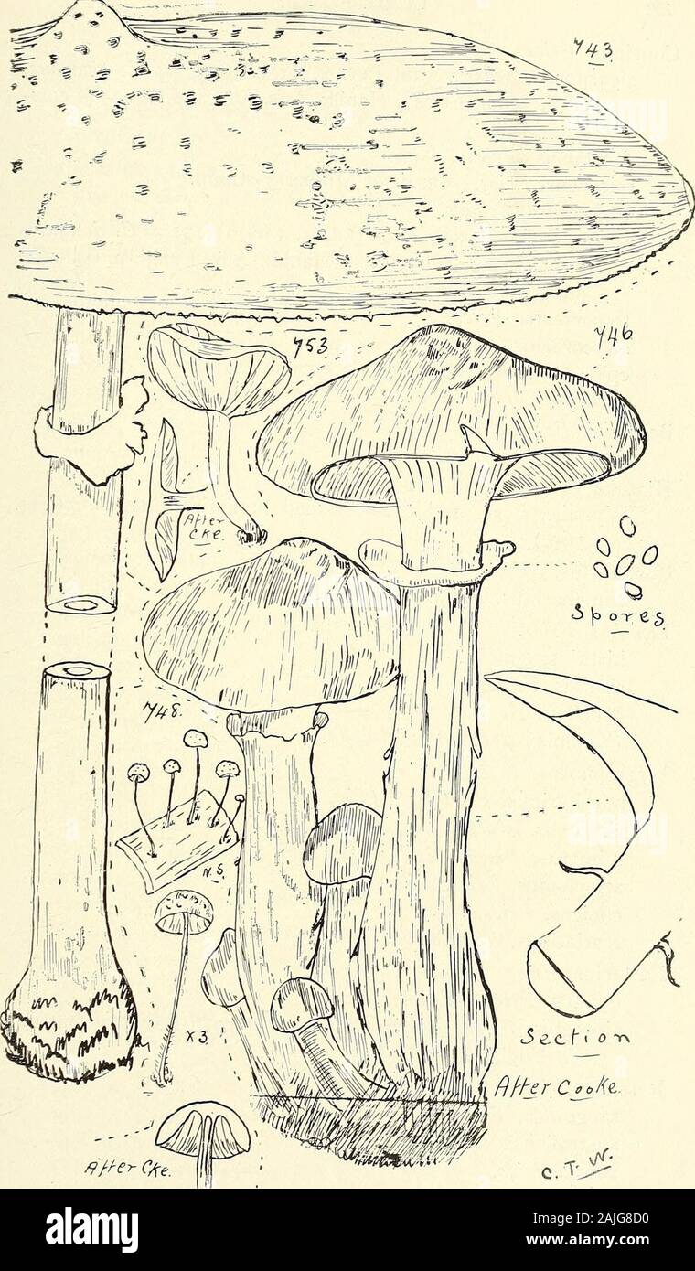 Comprehensive catalogue of Queensland plants, both indigenous and naturalised To which are added, where known, the aboriginal and other vernacular names; with numerous illustrations, and copious notes on the properties, features, &c., of the plants . I. FUNGI. Agaricus—contd. Subgenus Crepidotus.mollis, Schceff.interceptus, Berk.stromaticus, Che. ct Mass. Series IV.—Pratelli.(Spores blackish purple or purplish brown, rarely fuscous.) Subgenus Psalliota. arvensis, Schceff.—Edible Horse Mushroom, the best for ketchup,sylvaticus, Schceff. (Fig. 754.)versipes, B. et Br.—At the base of Bamboo-stems Stock Photo
