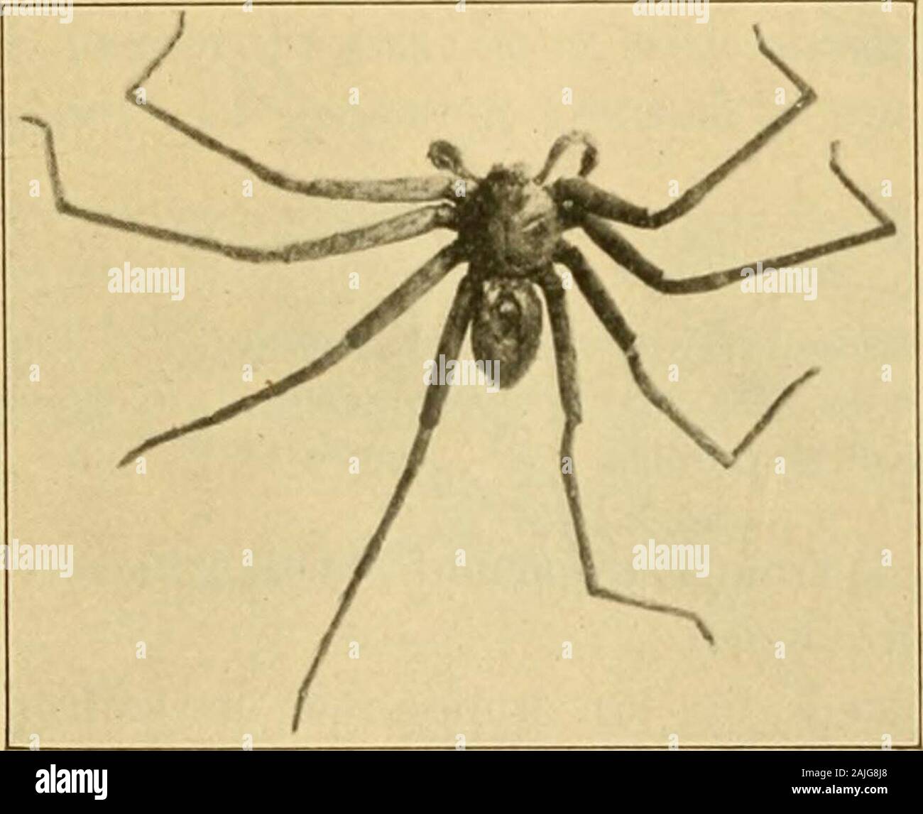 Transactions of the Connecticut Academy of Arts and Sciences . thelatter. A. E. Verrill—7he Bermuda Islands. 831 The most prominent species, aside from the Silk-spider, is thegreat brown House Spider {Heteropoda venatoria), which is verycommon. Fig. 206. The cosmopolitan species were probably mostly introduced fromEurope by the early settlers, while the tropical American formswere mostly brought from the AVest Indies. Probably every vesselthat arrives brings numerous spiders, some of which may easily benatuialized. Doubtless there are numerous additional species, notyet recorded from the islan Stock Photo