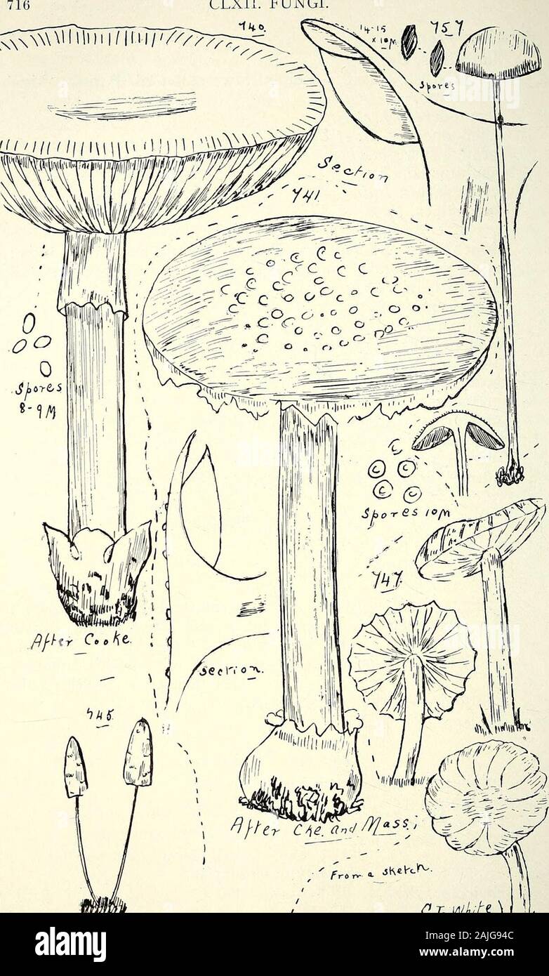 Comprehensive catalogue of Queensland plants, both indigenous and naturalised To which are added, where known, the aboriginal and other vernacular names; with numerous illustrations, and copious notes on the properties, features, &c., of the plants . on stalksof 9 in. (Fig. 743.) megalotheles, Kalchb. rhytipelta, Kalchb. et F. v. M. stenophyllus, Cke. et Mass. (Fig. 744.) Beckleri, Berk. bubalinus. Berk. cretaceus, Bull.—Edible. fimetarius, Cke. et Mass.—On dung. ochrophyllus, Cke. et Mass, membranaceus, Cke. et Mass. aureus, Mass., Kew Bull. 1912, p. 189. (Fig. 745.) Subgenus Schuheria.revoca Stock Photo