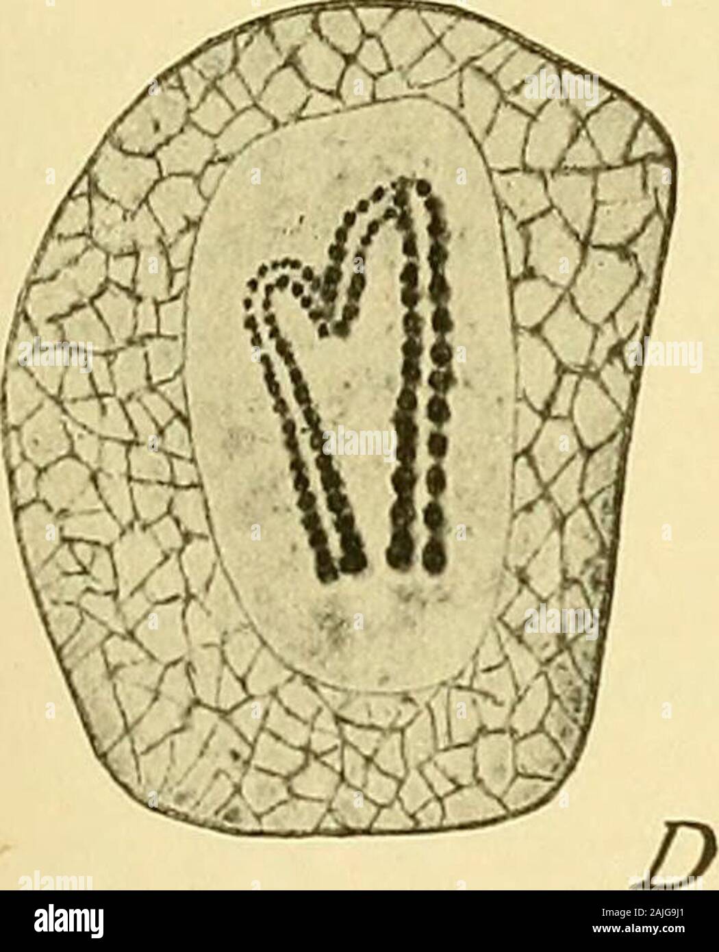 The cell in development and inheritance hi-res stock photography and ...