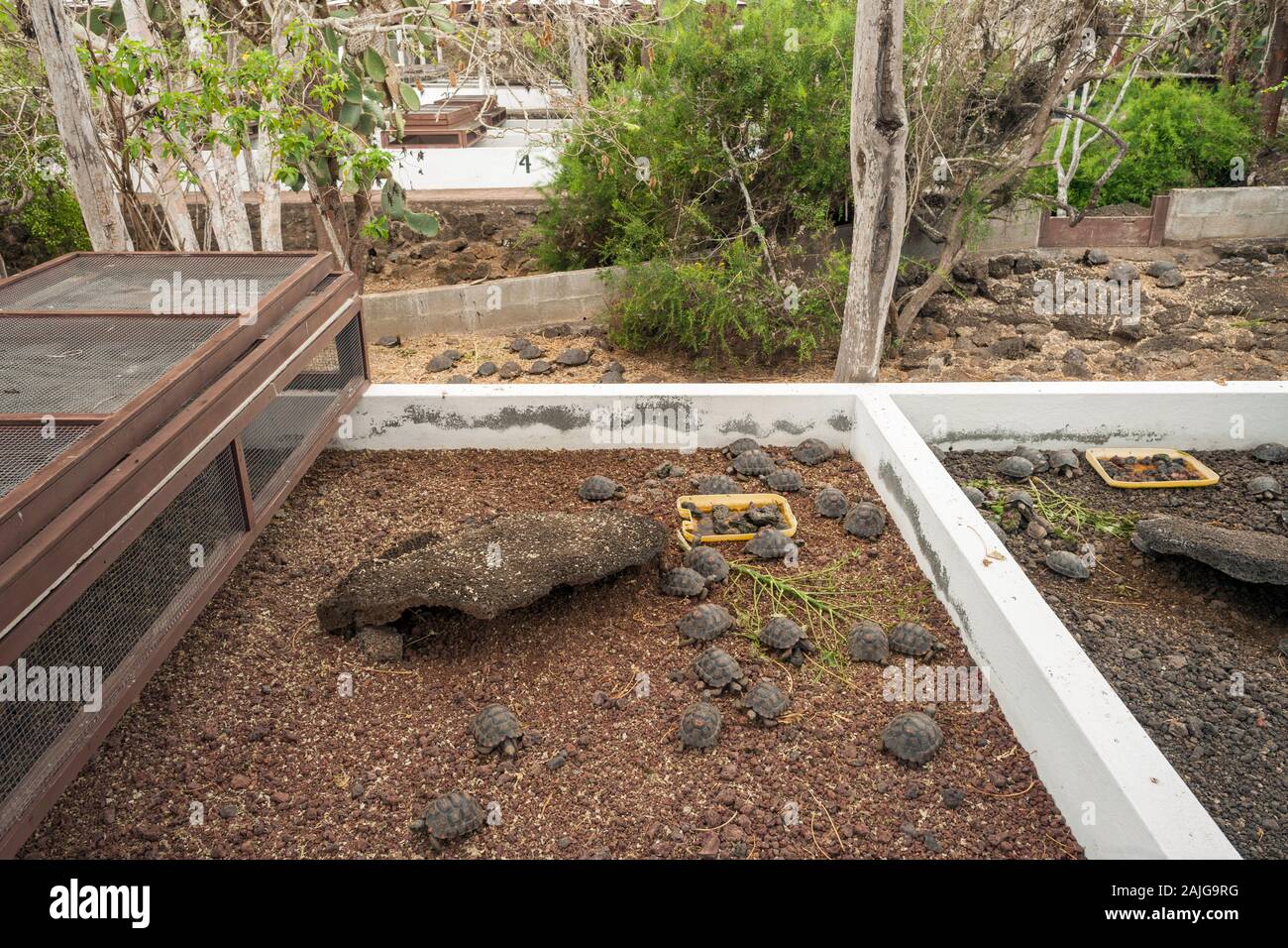 Juvenile giant tortoises at the Charles Darwin Research Centre on Santa Cruz island, Galapagos, Ecuador. Stock Photo