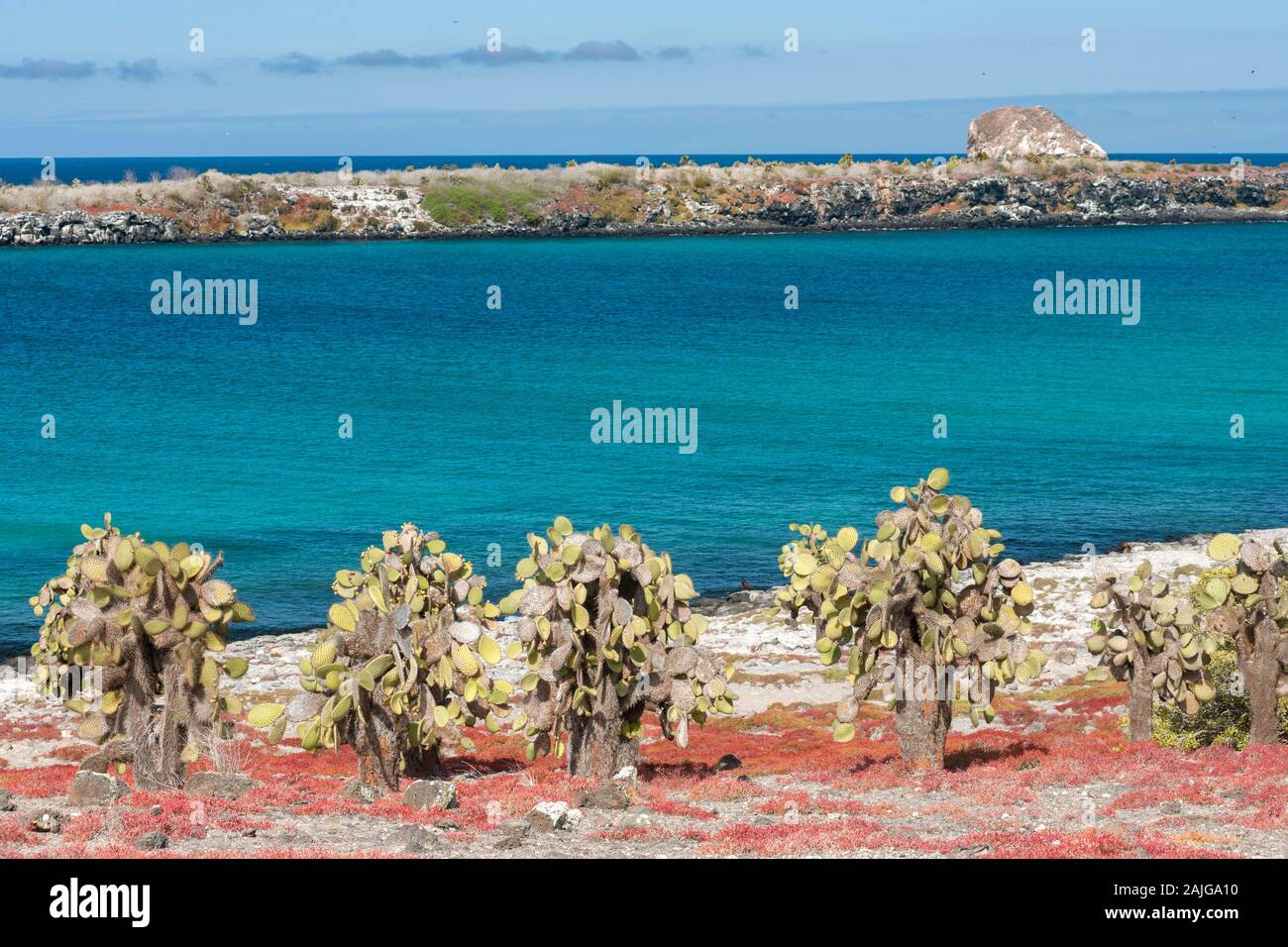 Opuntia (prickly pear) cactus trees on South Plaza island, Galapagos, Ecuador. Stock Photo