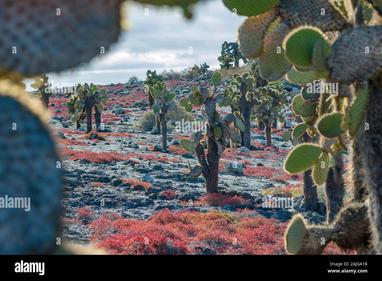 Opuntia (prickly pear) cactus trees on South Plaza island, Galapagos, Ecuador. Stock Photo