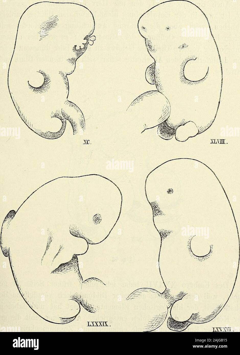 Anatomie menschlicher Embryonen . Embryo XXXVH im Profil und von vorn. bogen, wobei der Kopf, anstatt seine Gesichtsfläche der Brust zu-zuwenden , frei nach vorn hervortritt. ^ Bei allen diesen Formenfindet sich ferner jene auffallende Oefifnung des Mundes, die wirfrüher (S. 40) als einen Charakter jüngerer Entwickelungsstufe vorEintritt der Nackenbeuge kennen gelernt hatten. Im IJebrigenzeigen die Stücke unter sich mancherlei Abweichungen in Beziehungauf die relative Grösse der einzelnen Körperabschnitte, in Beziehungauf das Hervortreten gesonderter Schlundbogen und in Beziehung 1) Solche win Stock Photo