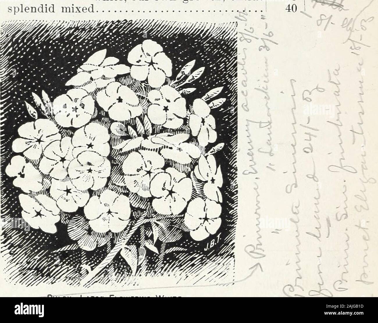 D M Ferry & Co.'s wholesale list of seeds for 1891 . FERRY & CO S WHOLESALE PRICE LIST. PER OZ. PER LB Petunia hybrida, striped and blotched, choice mixed (v./.t:. ? $® 75 $1 00.. fine mixed large flowered, choicest mixed, 1-16 oz.Phlox Drummondi, large flowered, extra choice mixed.. white, our own growth, extra,splendid mixed 4012 005 I. Phlox, Large Flowering White. Pink, China, double mixed, (Dianthus Chinensis) * Heddewigii, (Double Diadem) finest single mixed Poppy, Carnation, double white mixed.... Portulaca, single, large flowered pure white H yellow ? * striped caryophylloides, carnati Stock Photo