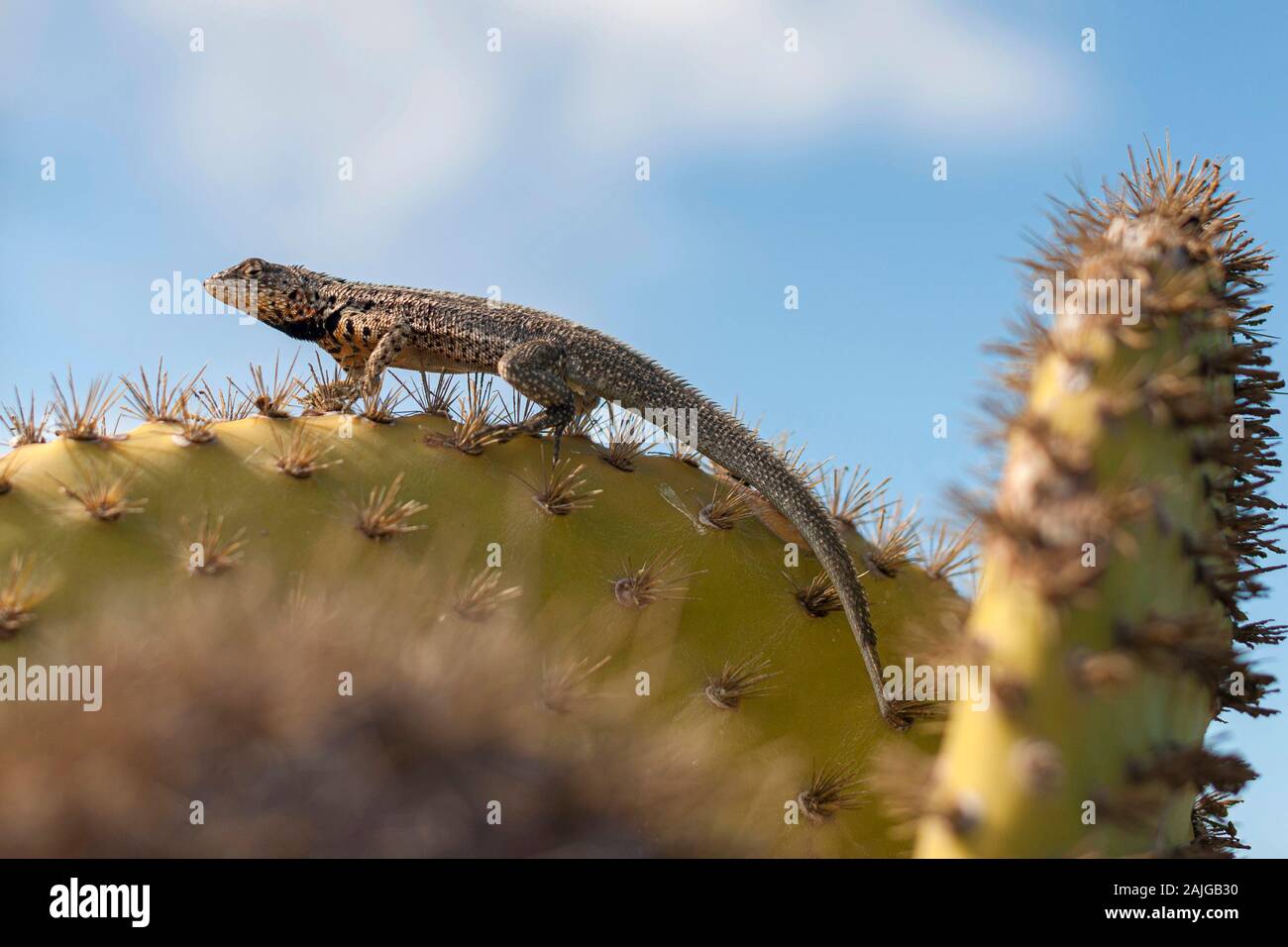 Lava lizard on an opuntia cactus on South Plaza island, Galapagos, Ecuador. Stock Photo