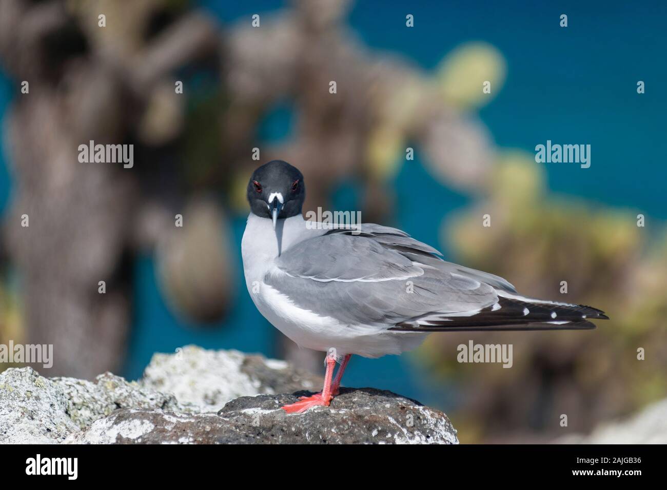 Swallow-tailed gull on South Plaza island, Galapagos, Ecuador. Stock Photo