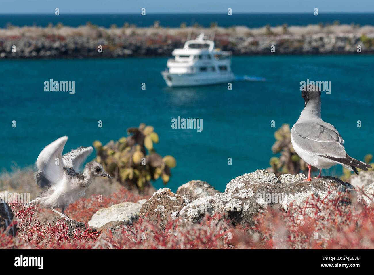 Juvenile swallow-tailed gull with its mother on South Plaza island, Galapagos, Ecuador. Stock Photo