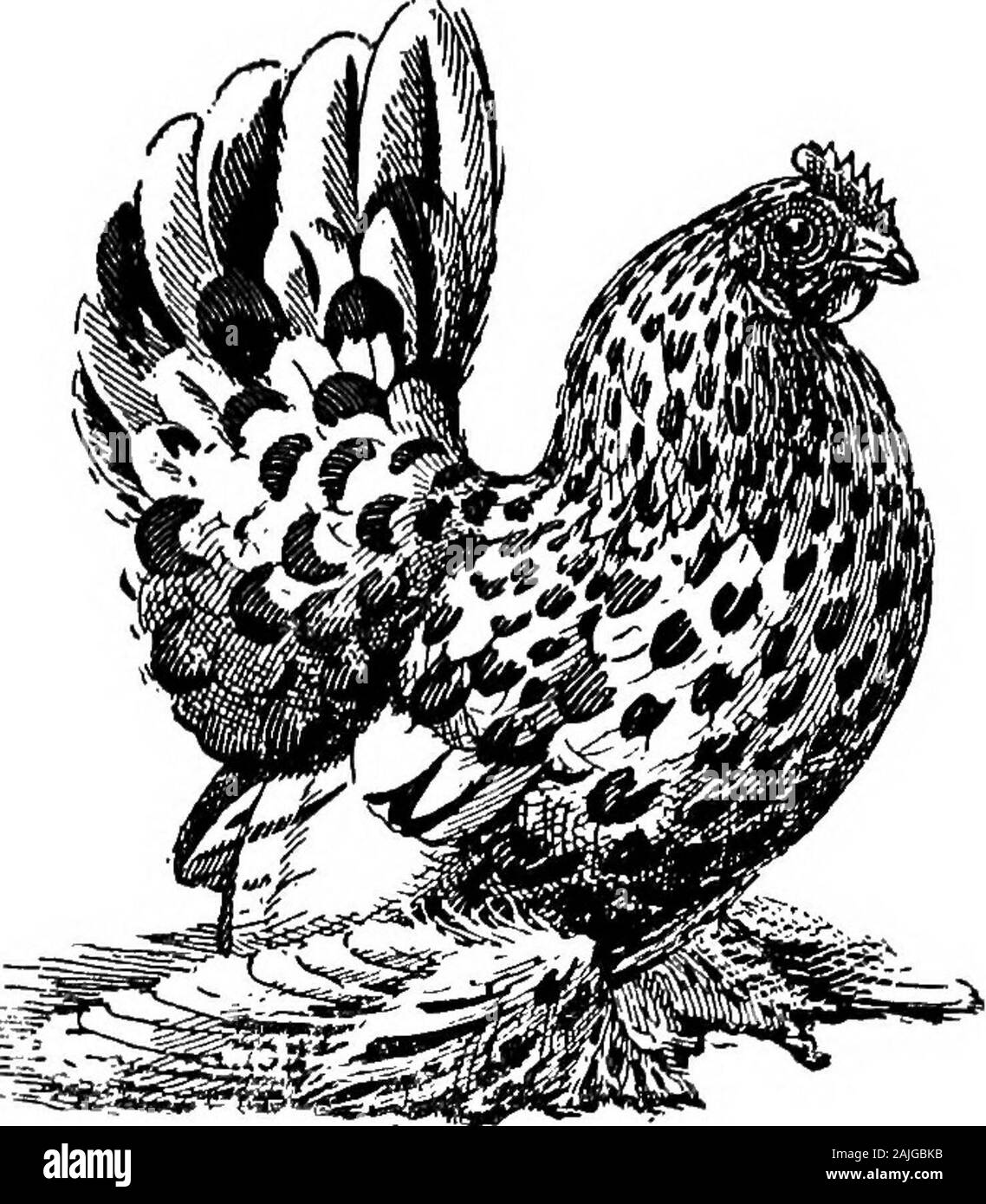 The bantam fowl; a description of all standard breeds and varieties of ...