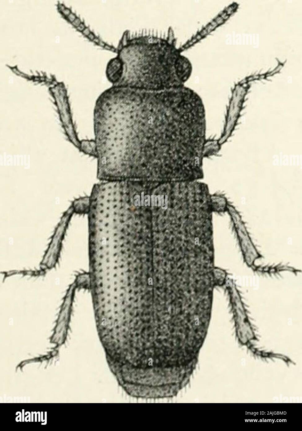 Bhoili Insect Indian forest insects of economic importance Coleoptera . FIG, 334 ...
