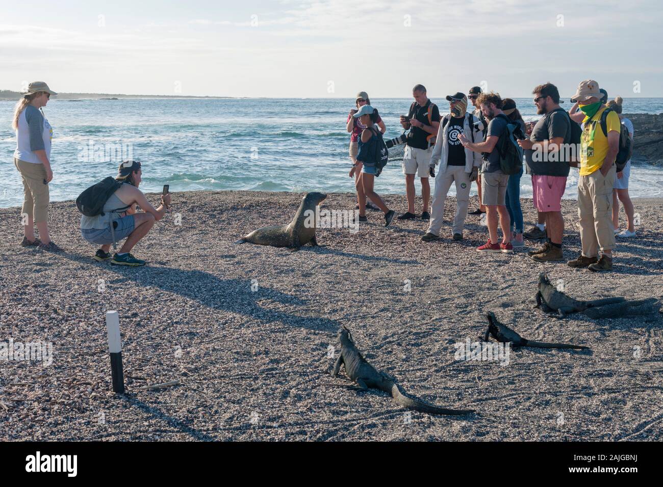 Tourists with a sea lion and marine iguanas on Fernandina island, Galapagos, Ecuador. Stock Photo