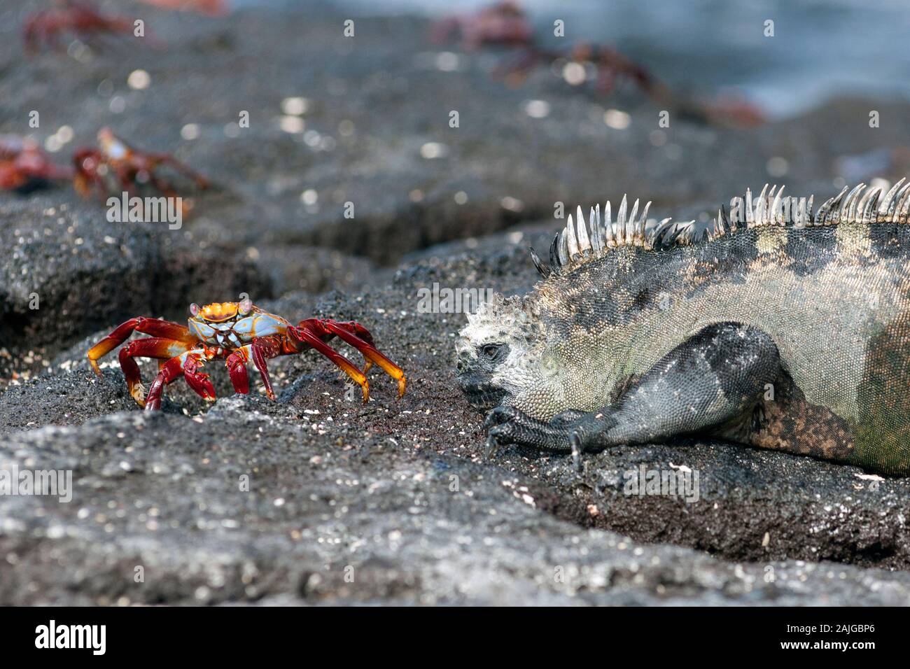 Marine iguana and a Sally lightfoot crab on Fernandina island, Galapagos, Ecuador. Stock Photo