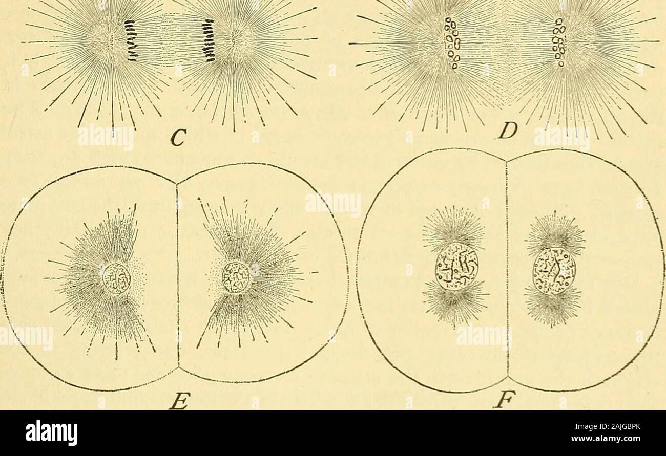 The cell in development and inheritance . ^^^fim Stock Photo - Alamy