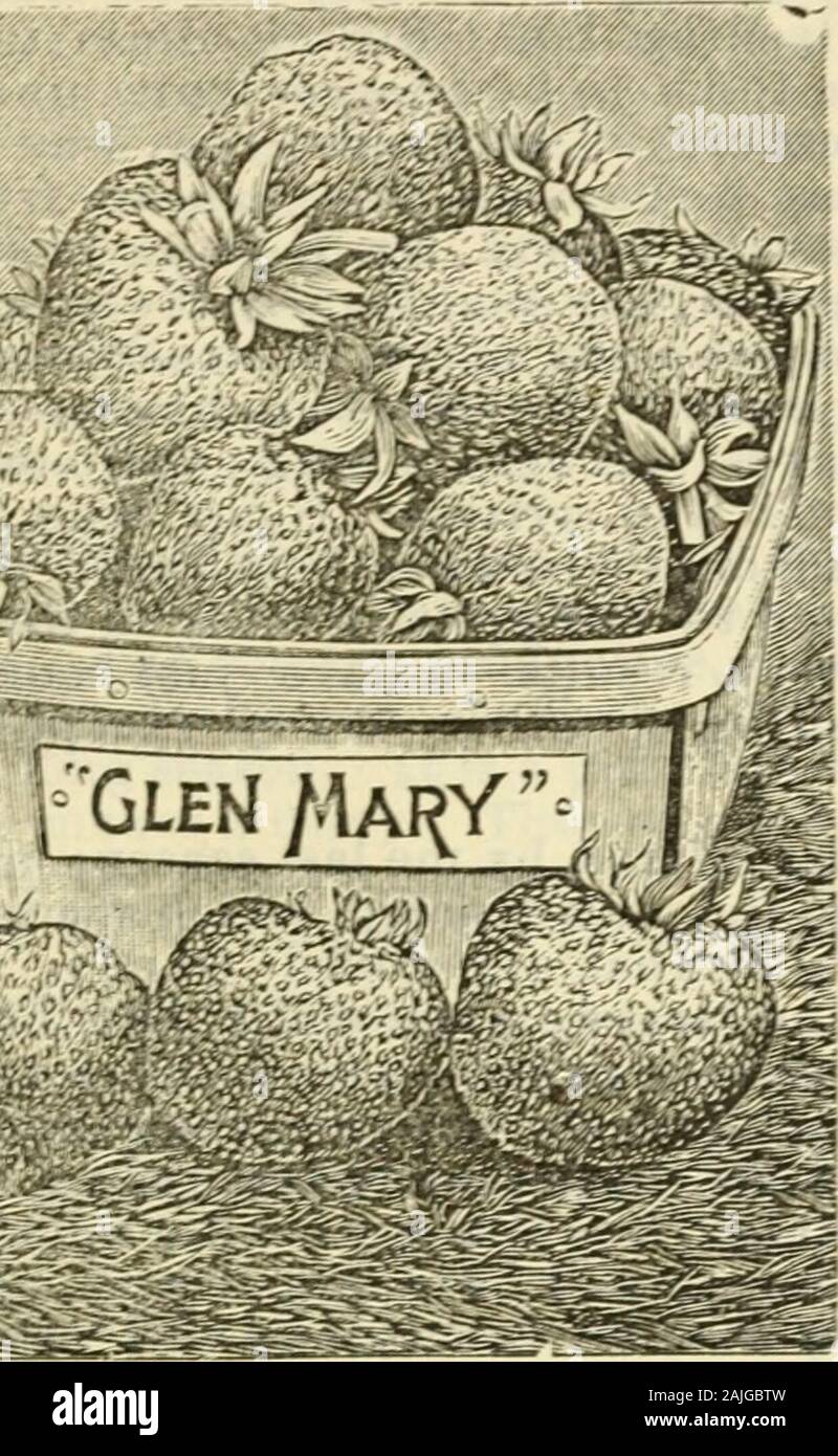 Allen's strawberry catalogue for 1904 . , s e s to be so well pleased with the Gandy, that helikes to introouce it anew every few years. He first sent it out as Gandy Pnz^Again, as Fi^t Season. Last year h&lt; introduced Lester Lovett, and if I amany judg^ of strawberries, tbe L» ster Lovett is the G indy under a n^w name.And I am n t the only one who has expressed {his opinion. I think most othergrowers appreciate the Gandj as much as does Mr Lovett; however, thev pre-fer it under the n^me of Gandy, and think that better than any new name thatcan be yivtn it My stock of this variety is unusua Stock Photo