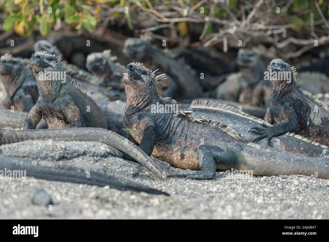 Marine iguanas on Fernandina island, Galapagos, Ecuador. Stock Photo