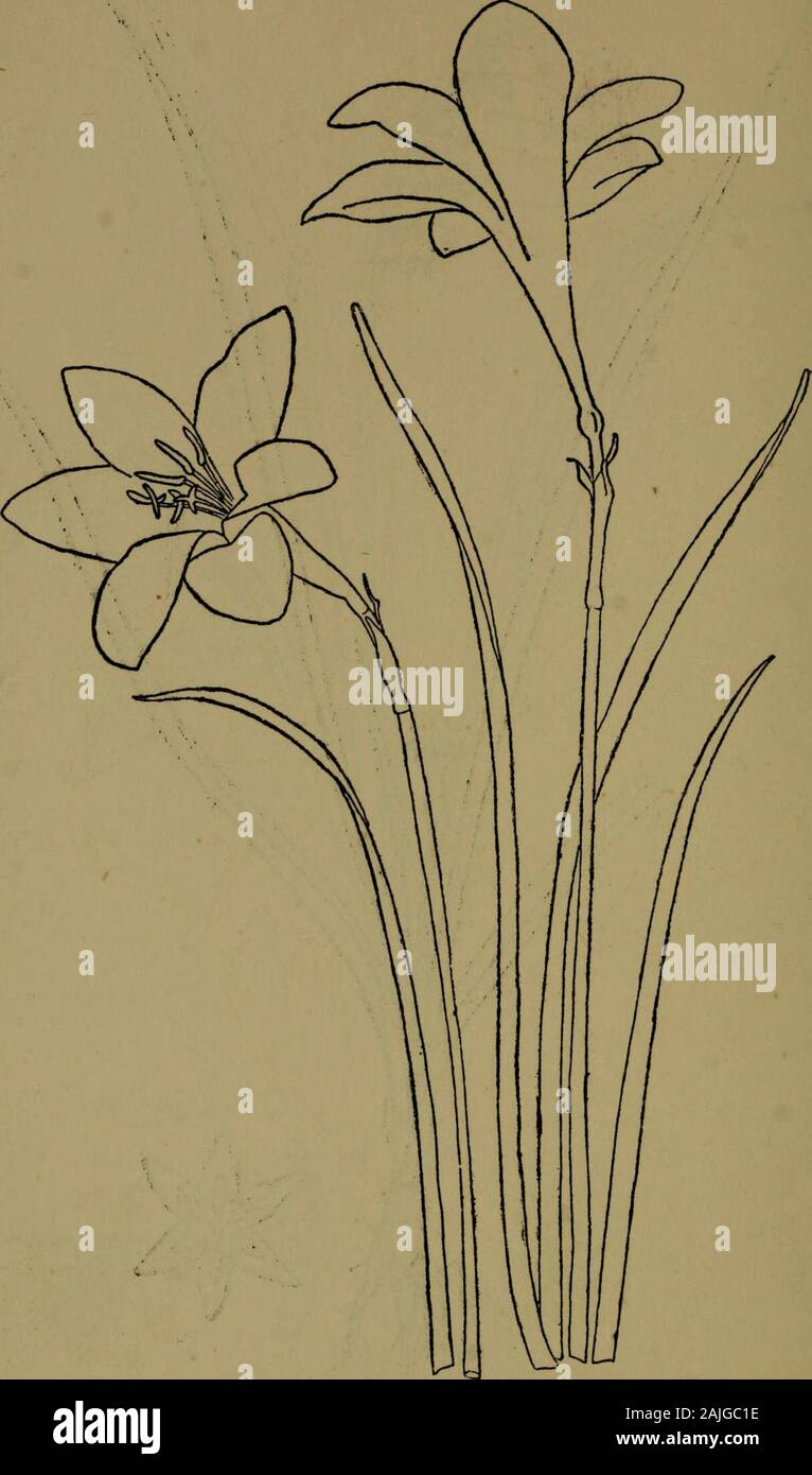 The flora of the Nilgiri and Pulney Hill-tops . /). R. F^son del, HYPOXIS AUREA Lour. 532 AMARYLLIDACEiE. D. R.Fysondel. ZEPHYRANTHES CARINATA Herb. LILIACE^ 535 Stock Photo