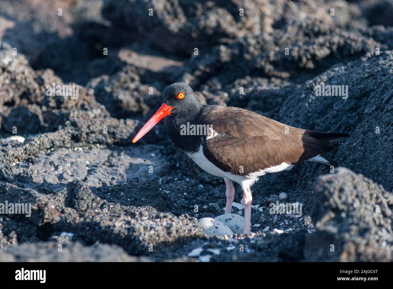 American Oyster Catcher with two eggs on Fernandina island, Galapagos, Ecuador. Stock Photo