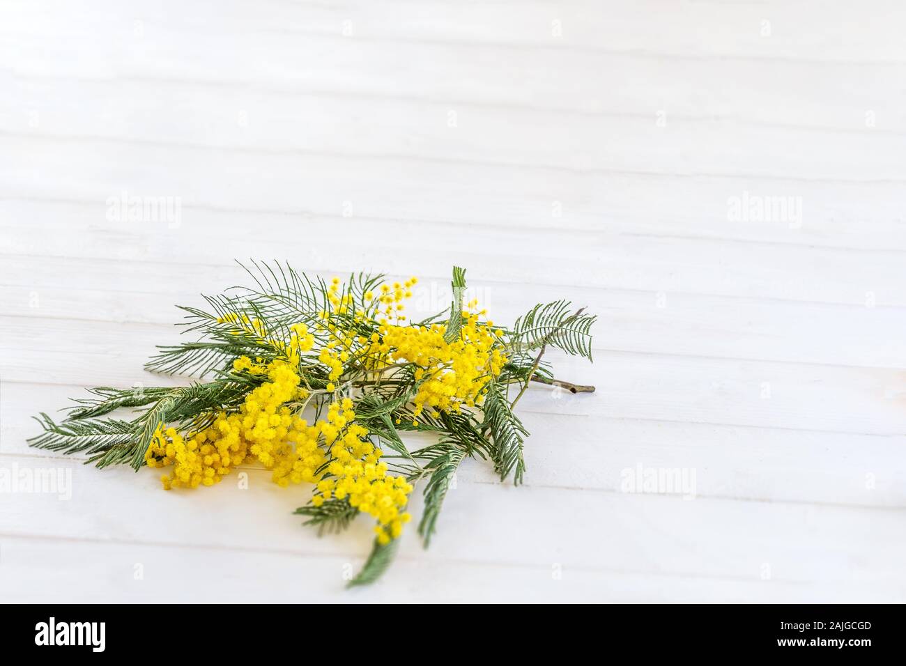 Spring flowers.bouquet of mimosa flowers isolated on white top view