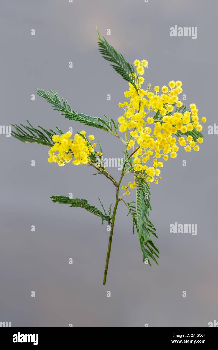 Spring flowers. branches and flowers of mimosa on a grey background. copy space Stock Photo