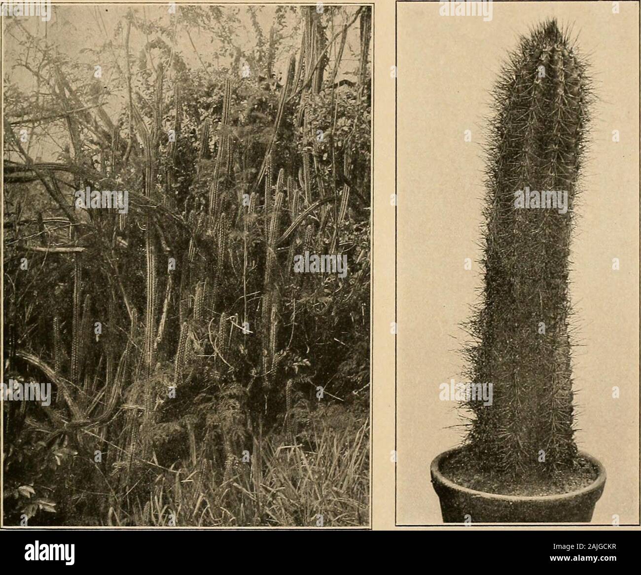 The Cactaceae : descriptions and illustrations of plants of the cactus family . as it is by Schumann. CEPHALOCEREUS. 45 long, numerous, light brown; flowering areoles confined to one sick- of the branch and near its top;sometimes only on 3 ribs, producing abundant, Long, white wool; flowers 5 to 6 cm. long; tube short and thick, greenish below, red above; perianth-segments numerous, light pink, spreading, obtuse;stamens scarcely exserted, dull yellowish white; style included; fruit red, subglobose, 3.5 cm. indiameter; seeds minute, shining, black. Collected by J. N. Rose in company with W. Now Stock Photo