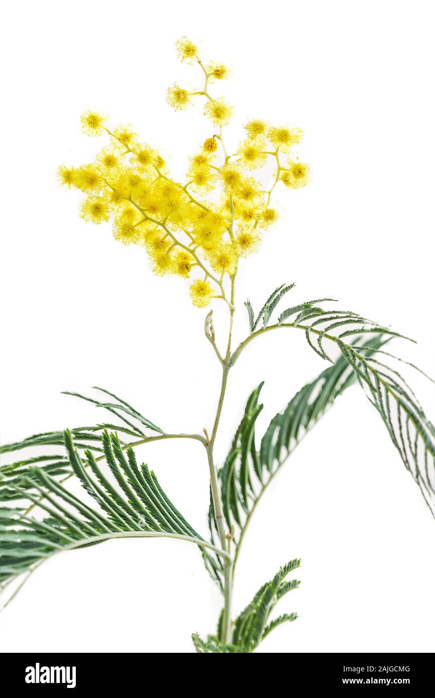 Spring flowers. frame from branches and flowers of mimosa on a white wooden background. Stock Photo