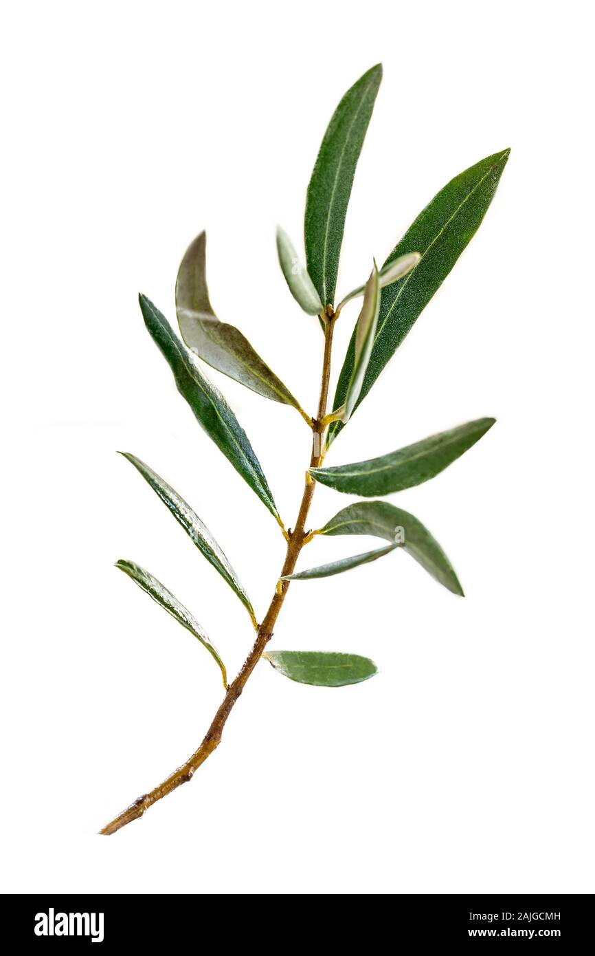 Herbal therapy: eucalyptus branch isolated on a white background Stock Photo