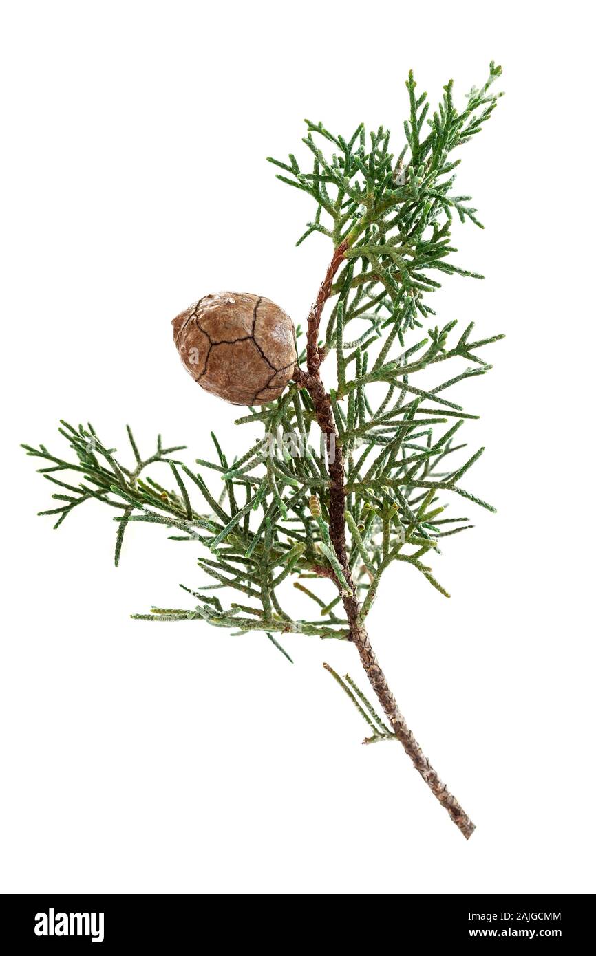 Pine tree branch and cone on white background Stock Photo - Alamy