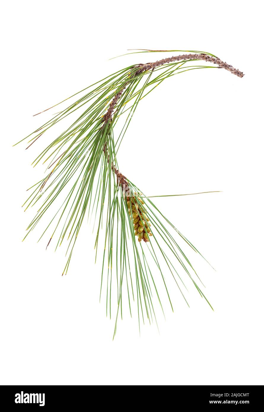Pine tree branch and cone on white background Stock Photo - Alamy