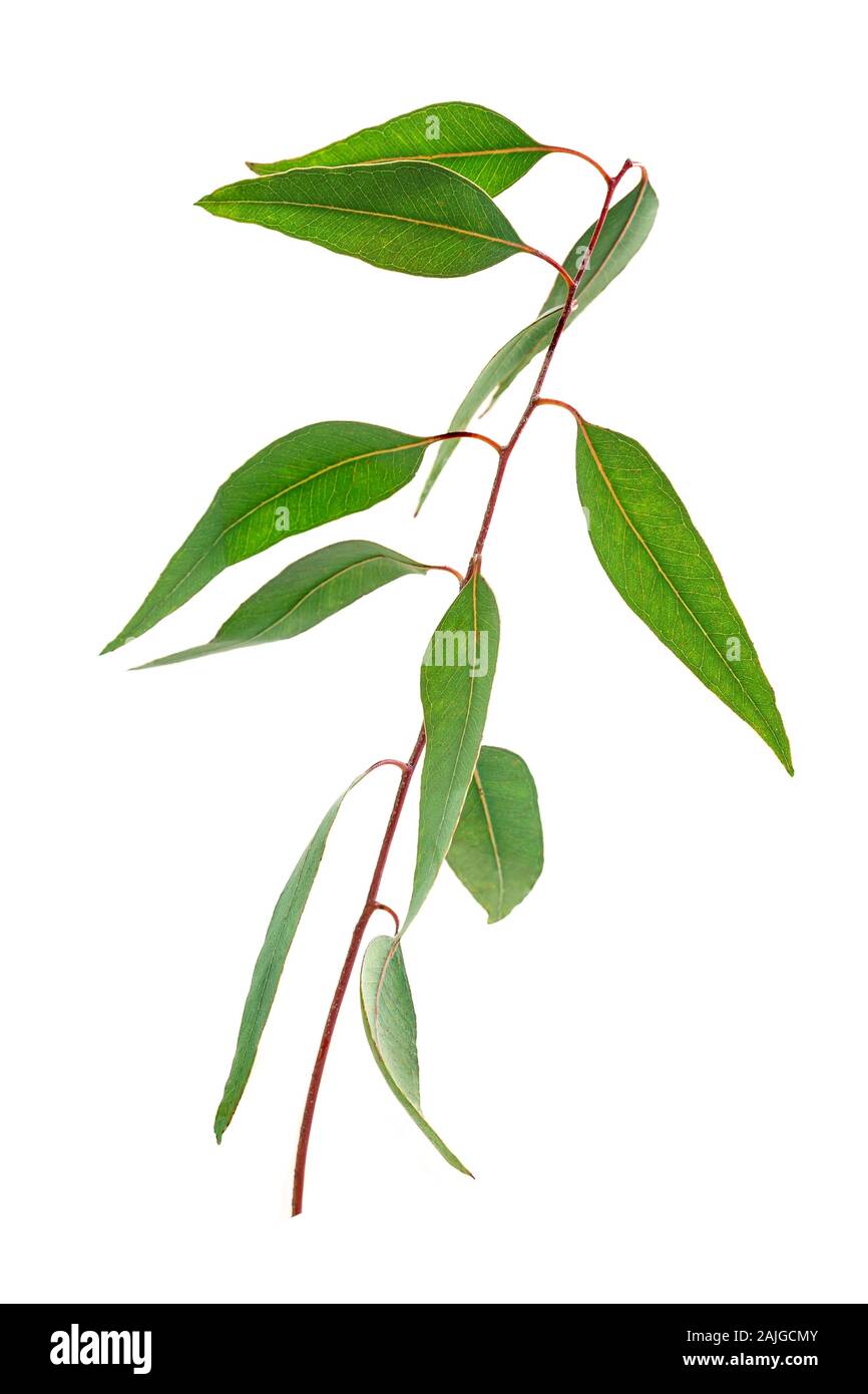 Herbal therapy: eucalyptus branch isolated on a white background Stock Photo