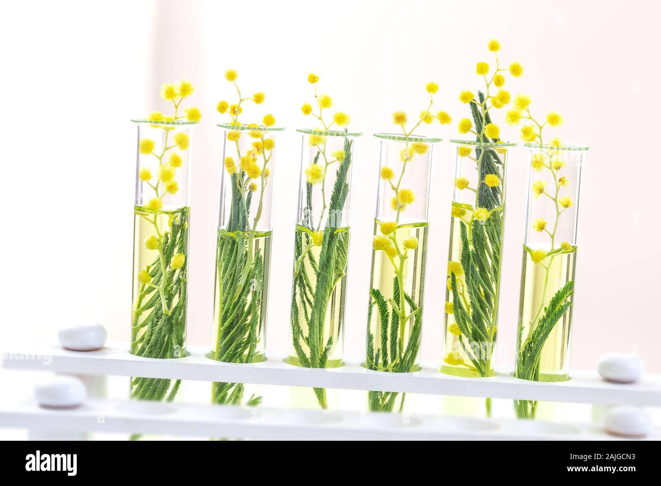 Branch of a blossoming mimosa in a laboratory glass, test tubes on white Stock Photo