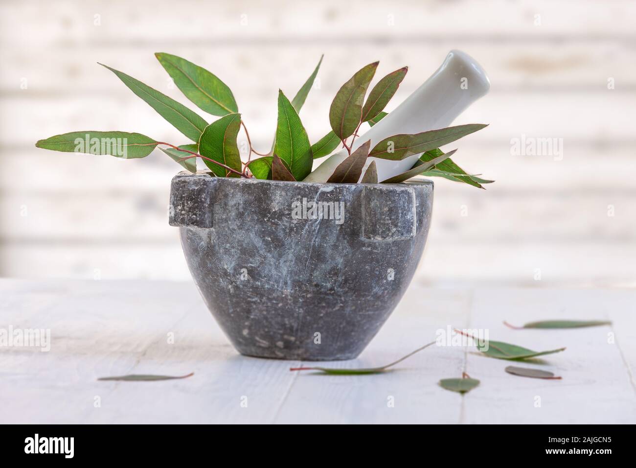Herbal therapy: medicinal plant and trees for healthy living from corsica Stock Photo