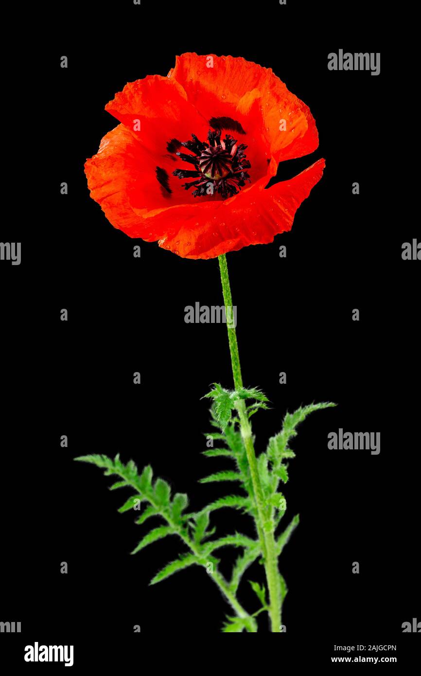 Red poppy Stock Photo