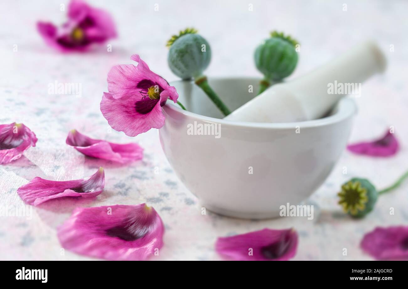 Opium poppies Stock Photo