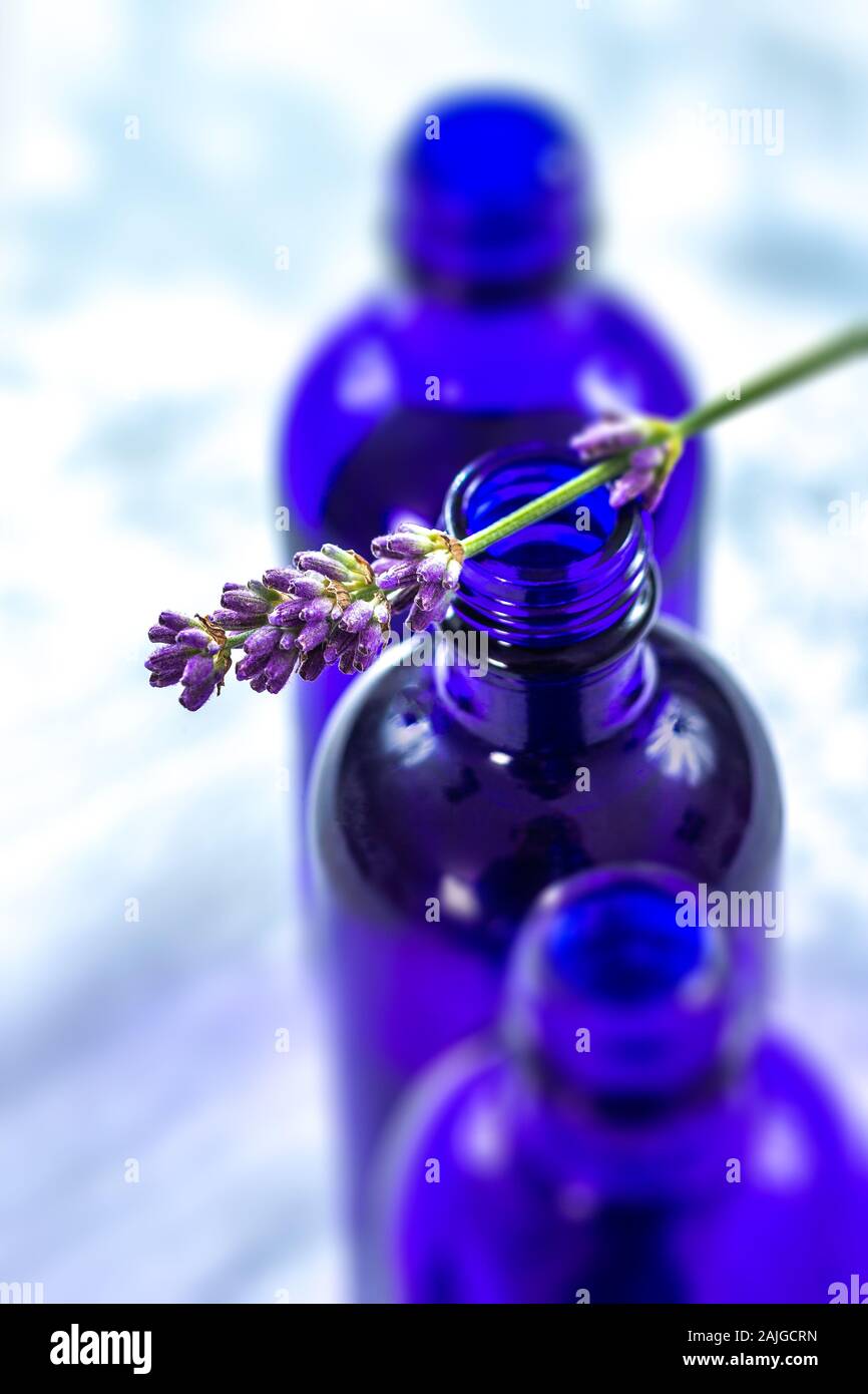 Lavender Stock Photo