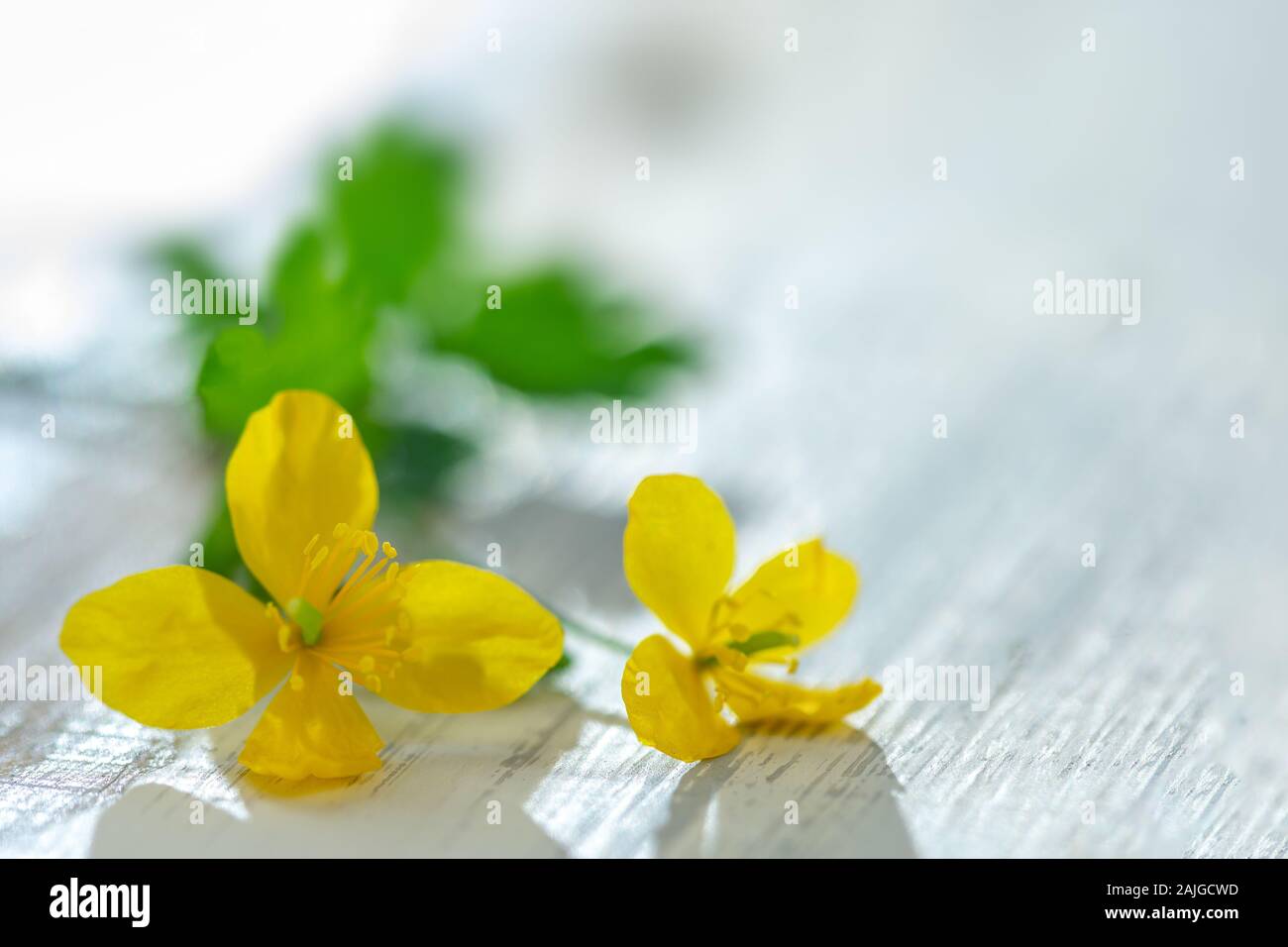 St. johns wort flower Stock Photo