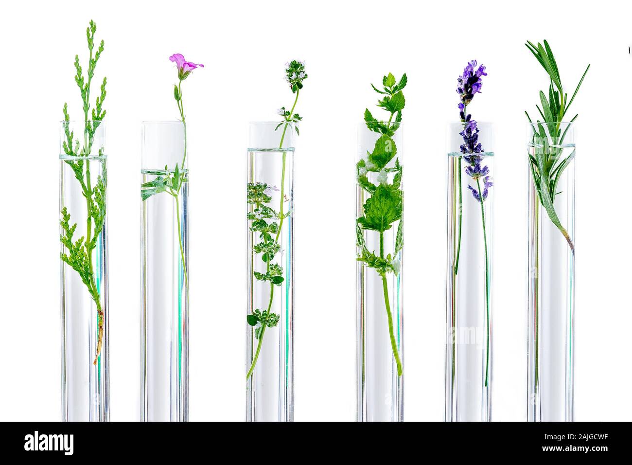 Research on plants Stock Photo