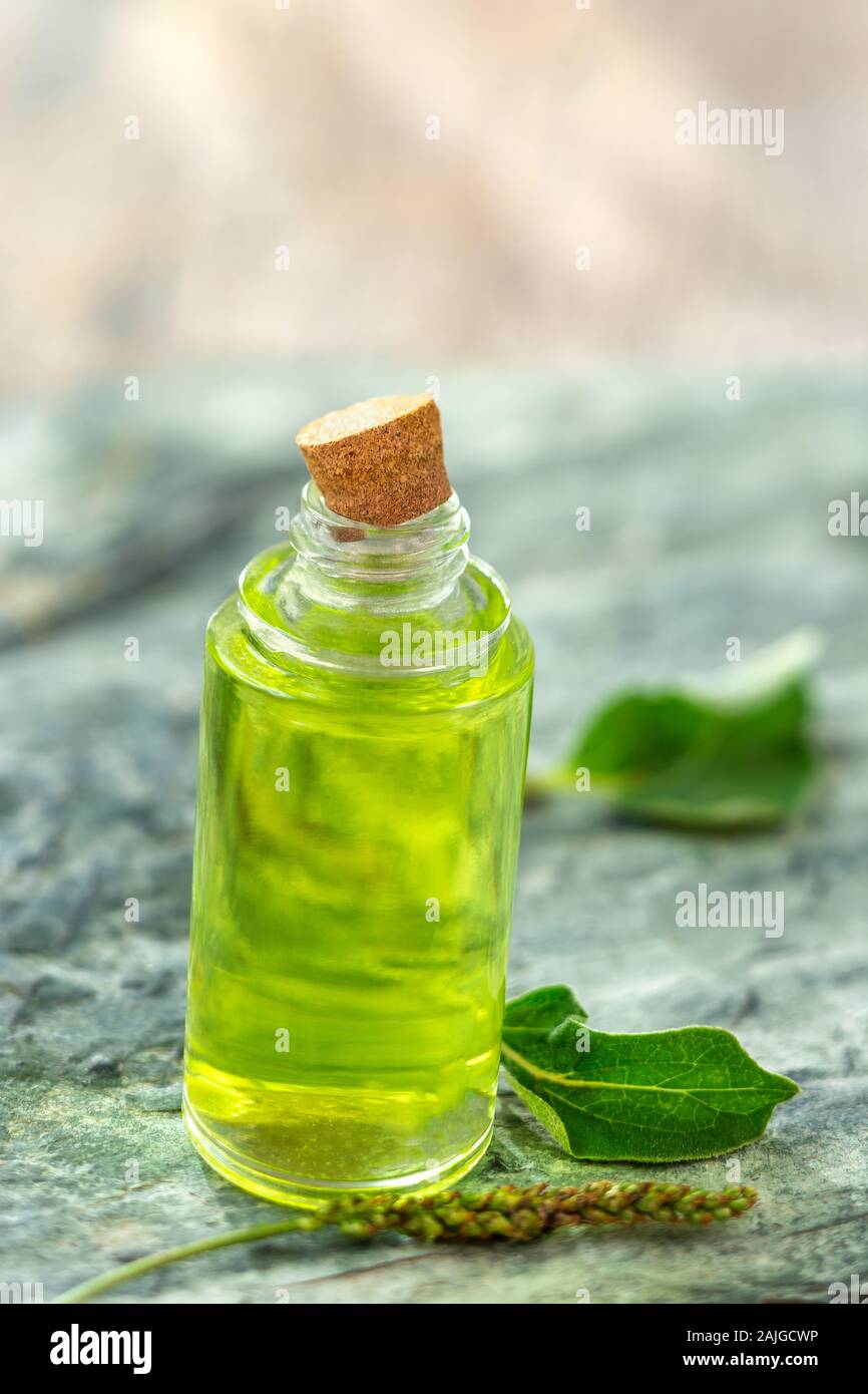 Plantain essential oil Stock Photo