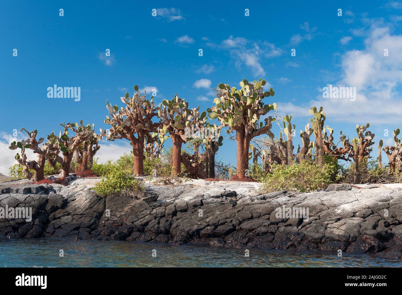 Opuntia (prickle pear) cactus trees on Floreana island, Galapagos, Ecuador. Stock Photo