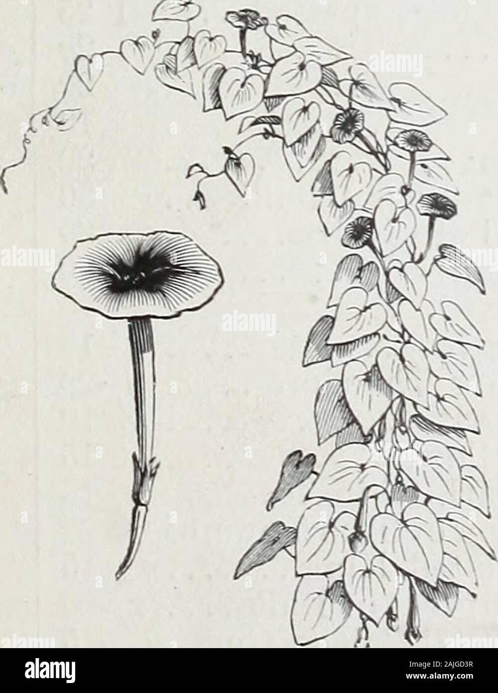 D M Ferry & Co.'s wholesale list of seeds for 1891 . White, finest strain Rose, Salmon, ? Crimson, • *, k Choicest mixed Honesty, or Satin Flower, (Lunaria biennis) Hyacinth Bean, Purple, (Dolichos lablab) White, igrals mixed Ipomea coccinea, fine scarlet bona nox (good night) white limbata, purple and white.... C? elegantissima, very large J. (Calonyction) granditlora, (Moon Flower), 4^F%¥*d, white seed (Calonyction) granditlora, (Moon Flower), black seed.. . Jobs Tears, (Coix lachryma) . .. x*,.v J.-, ... j Lantana, finest French Hybrids, mixed Larkspur (Delphjnium), double dwarf rocket, Stock Photo