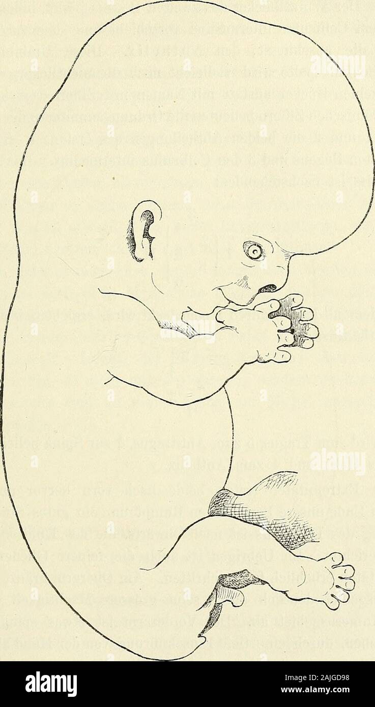 Anatomie menschlicher Embryonen . Fig. 45. Nr. XLI. und zwar ist aus dem Colliculus anterior, dem früheren Wurzel-stück des ersten Bogens die Spina helicis, aus dem CoUiculusinferior oder dem Decklappen des früher (S. 56) unterschiede-nen Kinnwulstes der TraQus hervor. Die Incisura intertra- Zweiter Monat. Entwickelungsstufen von 16 nun ab bis Ende des Monats. 61. Fig. 46. Nr. LXXVn. gica erscheint als der letzte Rest der früiieren unteren Spalten-strecke; aus dem mittleren CoUiculus des zweiten Bogens wird der 62 Aufstellung von Entwickelungsnormen. Antitragiis 1), aus dem CoUiculus intermecl Stock Photo