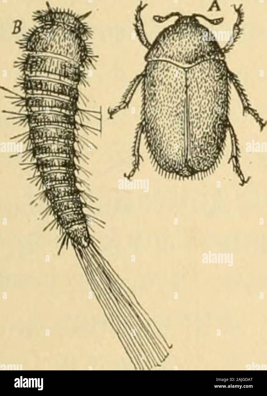 Transactions of the Connecticut Academy of Arts and Sciences . Figure 171.—Larder-beetle (Dermestes lardarius), xl^^i ^^^ larva, nat. size.Figure 171a.—Carpet-beetle, with larva and pupa; after Riley, x 3. Figure173.—Museum-beetle {A. verbasci) ; a, larva ; h, pupa ; c, imago ; x 6. Allfrom Websters International Dictionary. bug {Anthrenns scrop/mlarim), fig. 17la, whose larva is destructiveto woolens, but the imago is common on flowers in spring; Museum-beetle (A. verbasci=A. varius), fig. 172, whose larva infests not 168 173 i)rT. „ M l.y 168a. Stock Photo