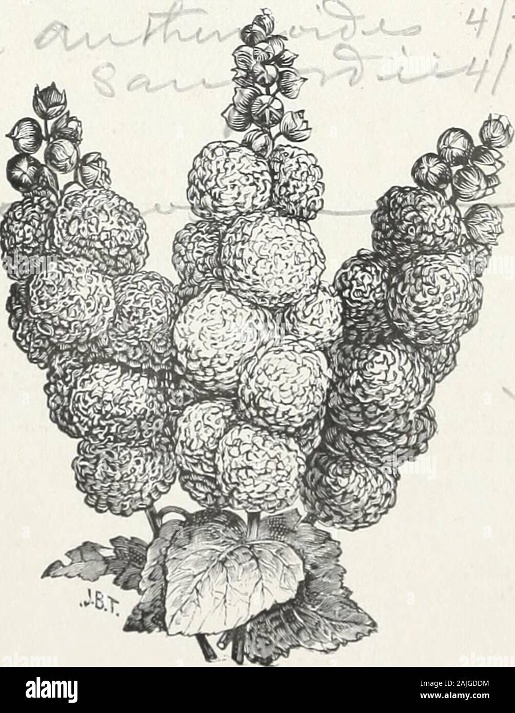 D M Ferry & Co.'s wholesale list of seeds for 1891 . Gourd, Pear Shaped. Apple shaped, striped.Pear ringed,Bottle. Powder horn. Mixed Helichrysum bracteatum, yellow. monstrosum, largest double mixed.Heliotrope, Dark Varieties mixed. f/t XL- Hollyhock, Double. D. M. FERRY & CO S WHOLESALE PRICE LIST. 39 PER OZ. PER LB Our own growth $1 111 Hollyhock, Double White, finest strain Rose, Salmon, ? Crimson, • *, k Choicest mixed Honesty, or Satin Flower, (Lunaria biennis) Hyacinth Bean, Purple, (Dolichos lablab) White, igrals mixed Ipomea coccinea, fine scarlet bona nox (good night) white limbata, p Stock Photo