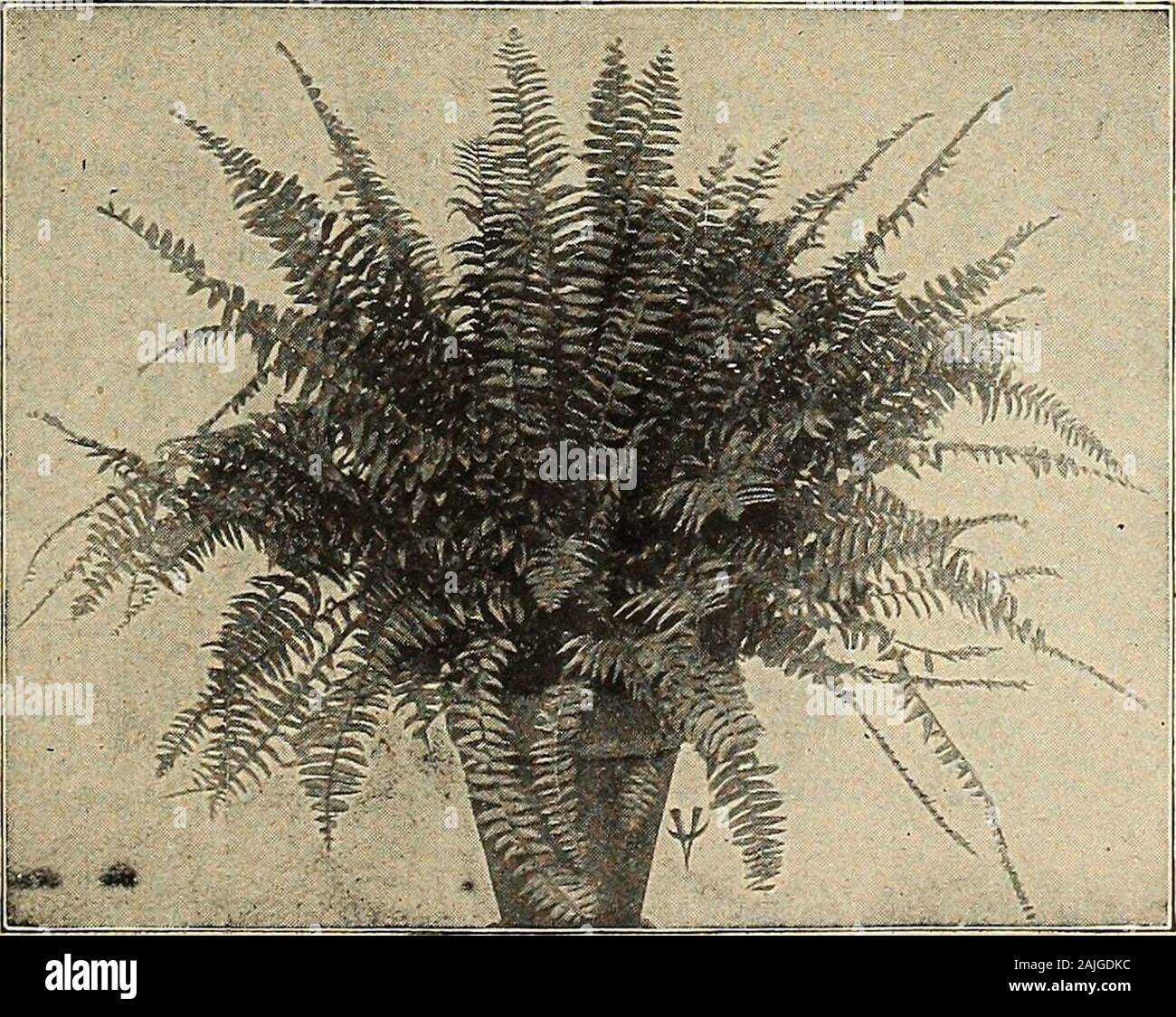 Vaughan's seed store . e plant. 4 in. pots. Each 35c. Nephrolepis Whitmani (Ostrich Plume Fern). Finely divided fronds,resembling a plume. 20 cents each; 3 for 50 cents, postpaid. Largerplants, 75 cents and $1.25 each (express). Adiantum Hybridum (Maiden Hair). Each 20c; 3 for 50c, postpaid. Small Ferns for Dishes. We sell thousands of these handsome ferns, dwarfin habit, for fern dishes. 15c each; 3 for 40c; 10 for $1.00 postpaid. FICUS Elastica (Rubber Tree). Well-known reliable plant for rooms andhalls. Strong plants, $1.00 to $1.50 each, by express. FICUS Repens. A trailing or creeping var Stock Photo