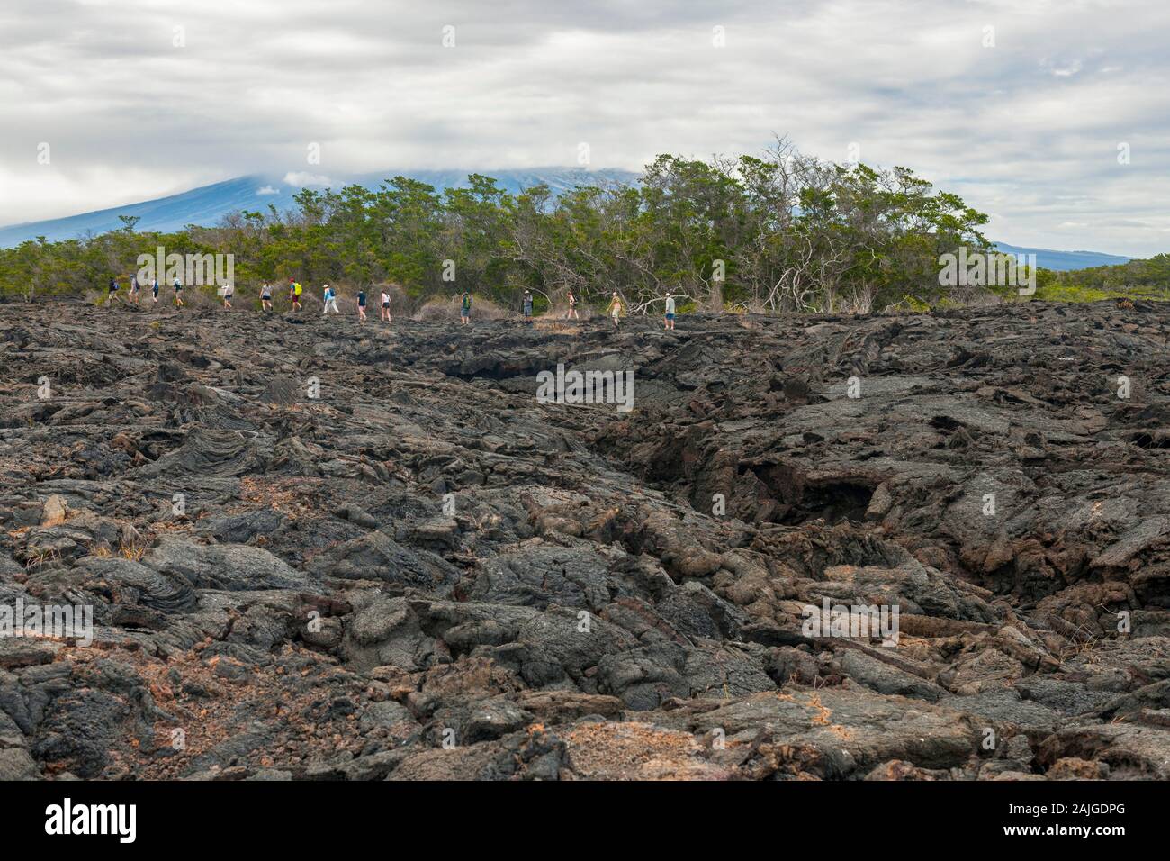 Tourists walking on the volcanic landscape at Punta Moreno on Isabela ...