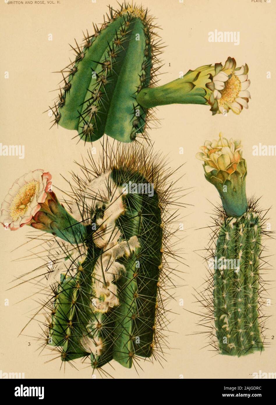 The Cactaceae : descriptions and illustrations of plants of the cactus family . cous; branches 6 to 10 cm. in diameter; ribs 6 to 8, high, obtuse; areoles rather close together,producing long hairs when young, but no tufts of hairs or wool at flowering time; spines 5 to 10,acicular to subulate, unequal, the longest up to 4 cm. long, brownish or sometimes yellowish; flowers6 cm. long; inner perianth-segments white; fruit depressed, 6 cm. broad; seeds black, shining. Type locality: Not cited. Distribution: Along the sandy coast of Brazil. The synonymy of this coastal species of Brazil is very co Stock Photo
