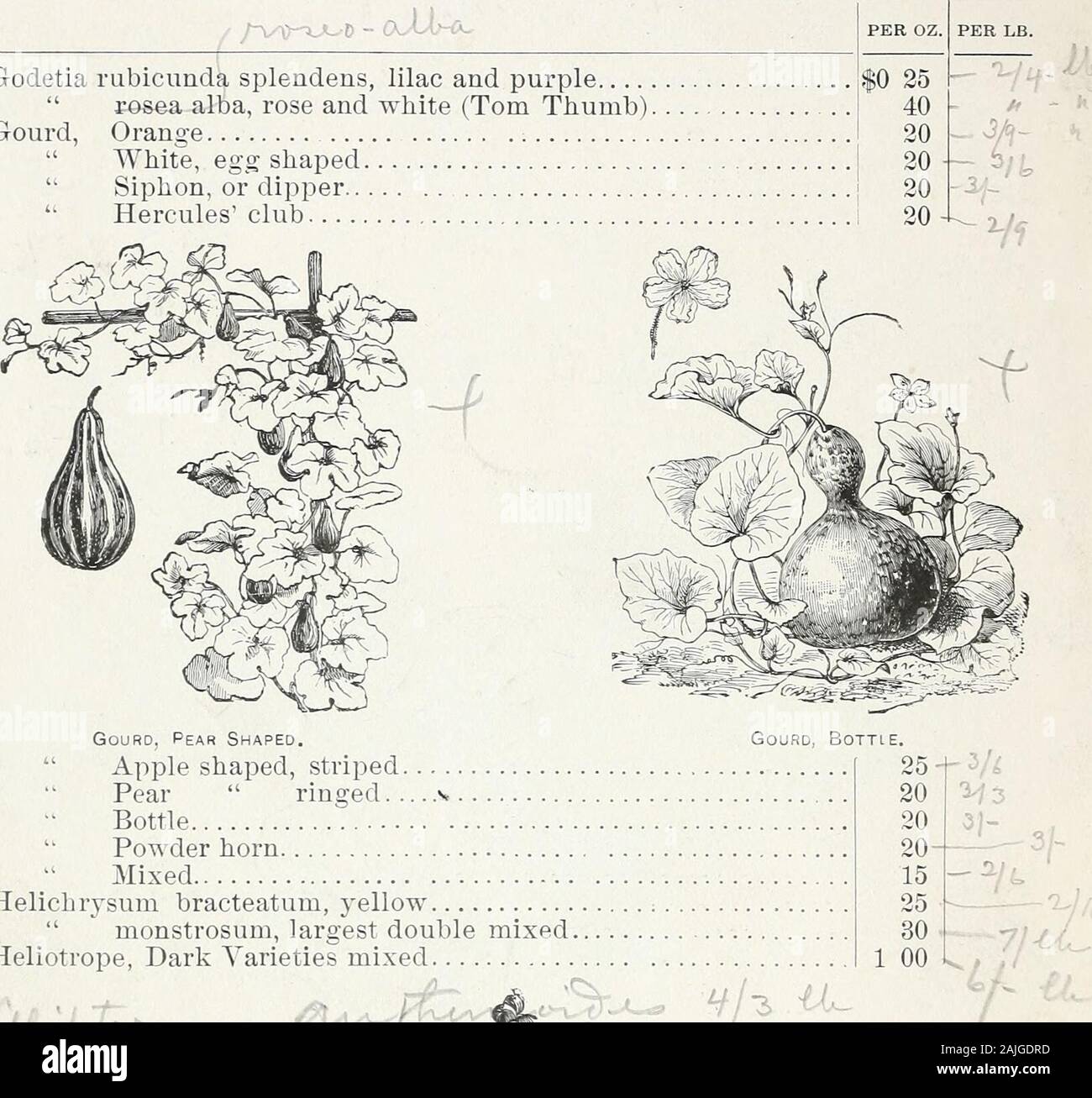 D M Ferry & Co.'s wholesale list of seeds for 1891 . Eschscholtzia Californica. Euphorbia variegata Forget-me-not, blue, (Myosotis Alpestris) Four oclock, gold striped. (Marvel of Peru) red, white, , yellow 1 white, red striped yellow, • ? mixed, Fox Glove, .splendid mixed, (Digitalis gloxinioides)... .1 A ..« P.O. Gilia capitata, azure blue tricolor, three colored Globe Amaranth, white, (Gomphrena globosa) flesh colored, • purple, ^ orange, striped, mixed, * f 20 75 10 . 40 10 40 10 40 10 40 10 40 10 40 ; 10 357/-f 25 2 50 10 50 h 1 10 50- 20 20 20 80 -f-3/- j 20 15 38 D. M. FERRY & CO S WHO Stock Photo