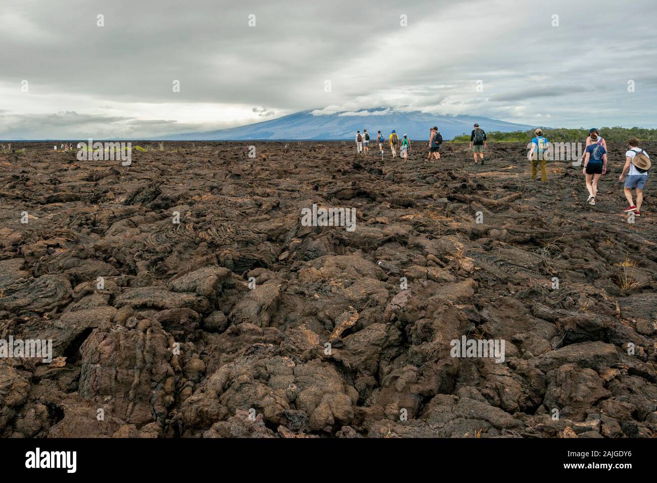Tourists walking on the volcanic landscape at Punta Moreno on Isabela island, Galapagos, Ecuador. The Cerro Azul volcano is in the background. Stock Photo